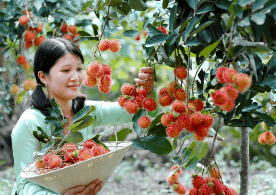 Du lịch vườn trái cây Trung An 